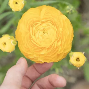 We grow many varieties of flowers for our Pick Your Own Experience.