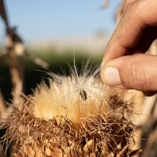 Learn about harvesting seeds on a farm tour.