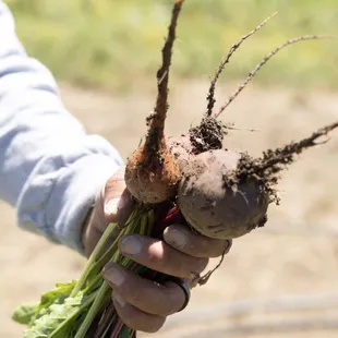 Unearth what's growing