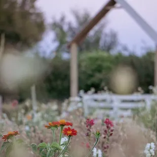 We grow many varieties of flowers for our Pick Your Own Experience.