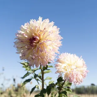 We grow many varieties of flowers for our Pick Your Own Experience.