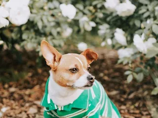 UC Davis Arboretum and Public Garden