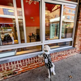 One biscuit sandwich, please! Bullcitybichon