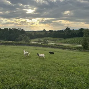 Some of the many farm animals they had on sight
