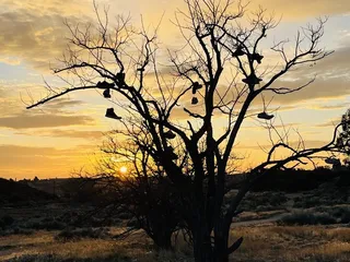Barrel Springs Trail