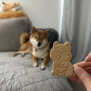 Real Shiba vs cookie Shiba