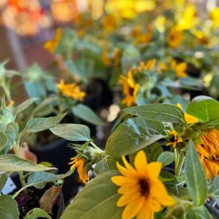 Sunflowers