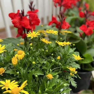 red and yellow flowers
