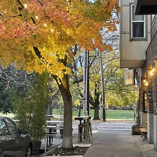 a tree with yellow leaves on a sidewalk