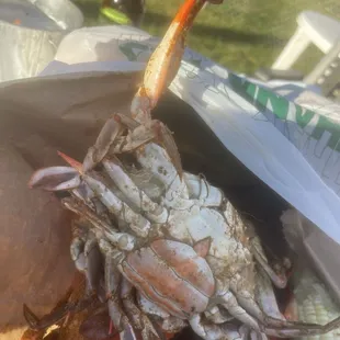 Medium not large female crabs that I ordered.