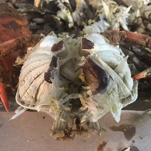 Does this look like a freshly made crab????