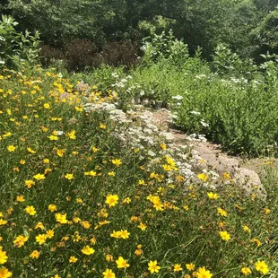 Butterfly gardens