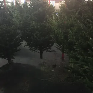Trees errywhere.