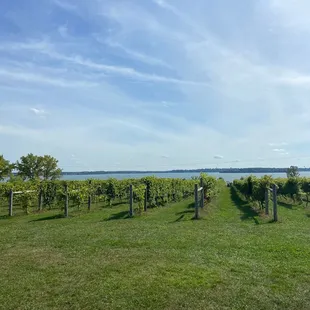 The vineyard