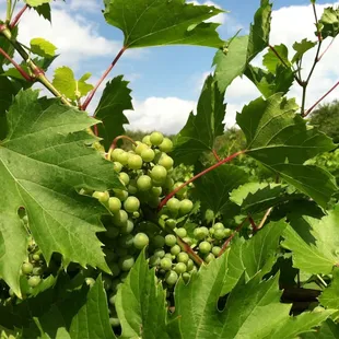 Grapes in Parley Lake's vineyard, July 2011
