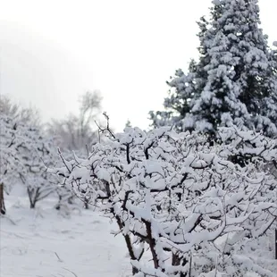 The snow came at the right time of year for the apple trees this year
