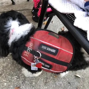 Our service dog with her tags