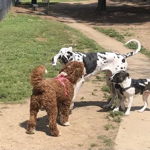Big day at the dog park