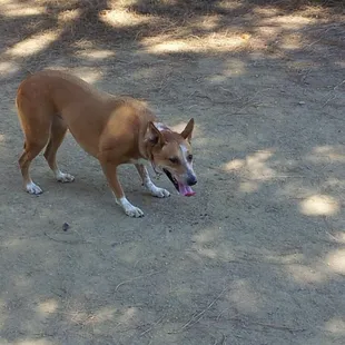 Somebody&apos;s ready for some catch!