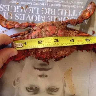 No way this is a medium crab that is suppose to be 5 1/2 to 6 inches long.