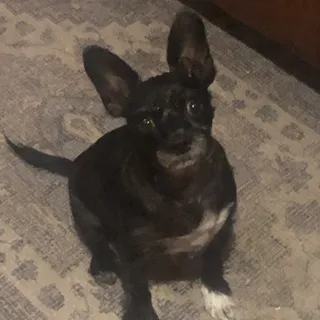 Gigi K.