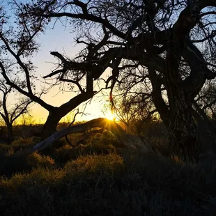 Sunset at the Alameda Bosque