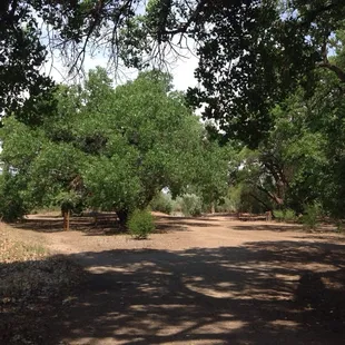 Picnic area just North of Alameda on the East side of the Rio Grande