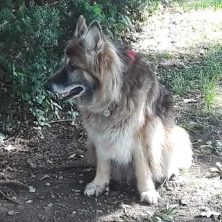 L C.