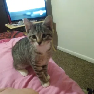 a cat sitting on a bed in front of a tv