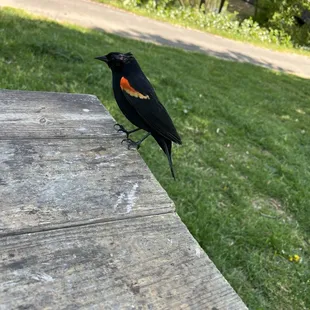 little j3rk trying to steal our food in FDR Park