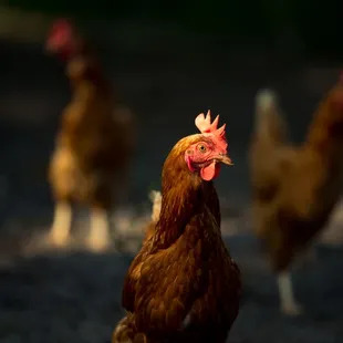 a group of chickens in a field
