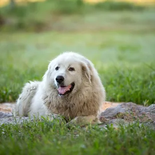 a dog laying in the grass