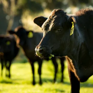 a herd of cows grazing in a field