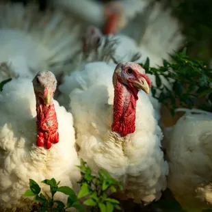 a group of turkeys in a field