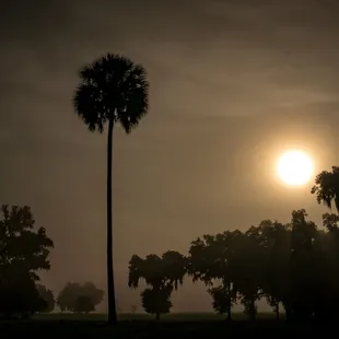 a palm tree in a foggy field