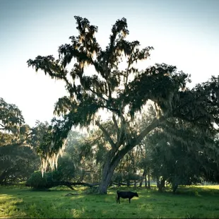 a cow standing under a large tree