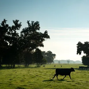 a cow walking in a field