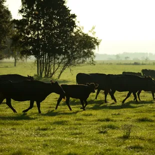 a herd of cattle in a field