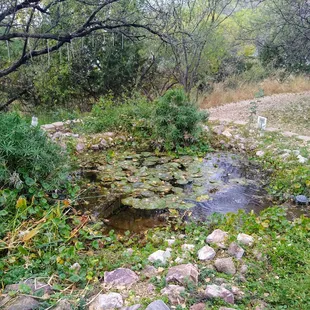 Quaint little pond