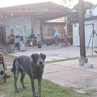dog friendly