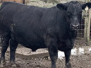 A'MAYS'ing Meats