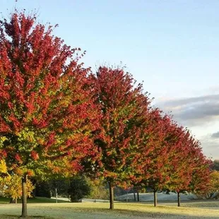 a row of trees with red and yellow leaves
