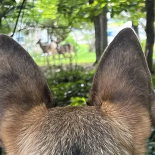 Deer running free, Roxy was in complete control