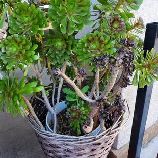 Patio plant