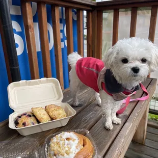 a small white dog wearing a pink shirt and standing on a wooden bench