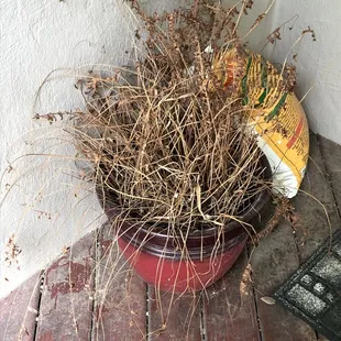 Tumble weeds greeting us at the front door