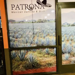 a view of a field of blue agave