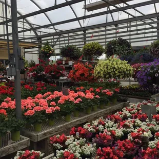 a variety of flowers