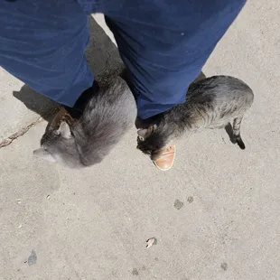 Plenty of pint sized felines roaming the property