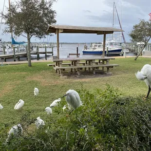 Outside with the feathered patrons. Great view of the bridge, inter coastal